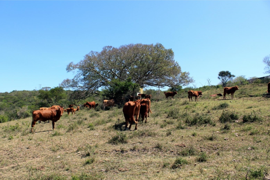 Commercial Property for Sale in Komga Rural Eastern Cape